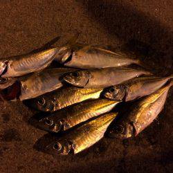 まだまだアジ居ます。